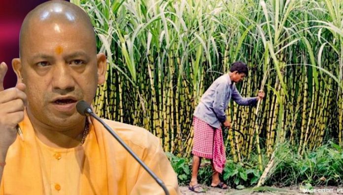 Sugarcane Revolution: How UP Government Has Taken Sugarcane Production At Record Height