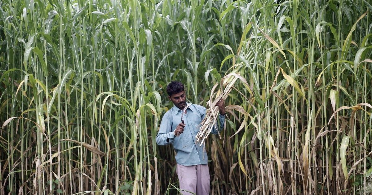 Sugarcane farmers' revenue increased by Rs 22,000 per hectare during this time. Purvanchal's farmers' overall income has grown by Rs 1,290 crore.