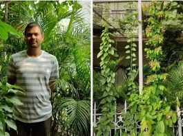 How This Engineer Turned His Home Into Mini Jungle By Planting Over 100 Fruits & Veggies