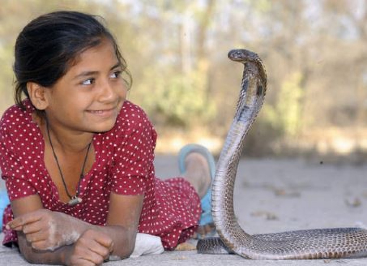 Maharashtra Village Welcomes Snakes as Family
