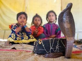 Serpents as Roommates: Inside India's Extraordinary Snake Village