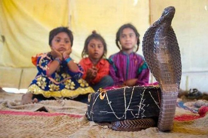 Serpents as Roommates: Inside India's Extraordinary Snake Village