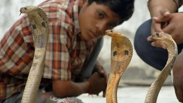 Maharashtra's Fearless Residents Live Alongside Snakes